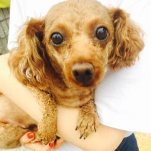 부천시 원미구 갈색푸들