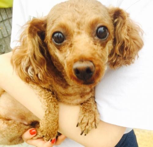 부천시 원미구 갈색푸들