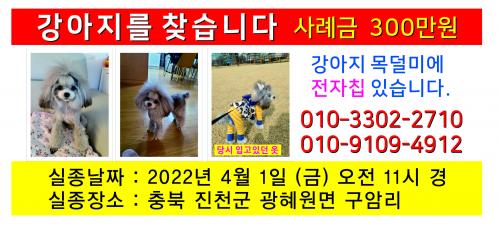 강아지를찿습니다