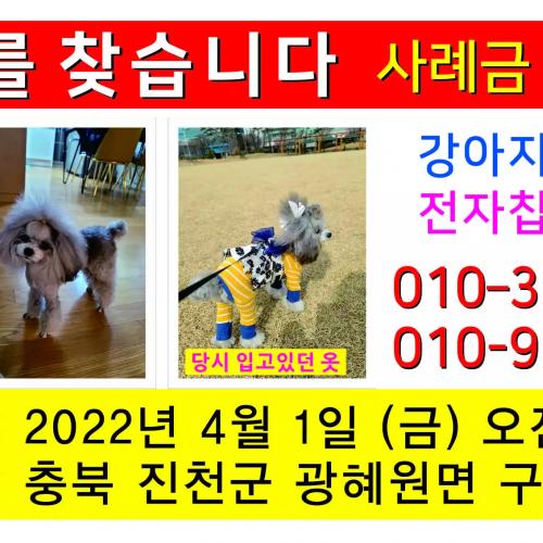 강아지를찿습니다