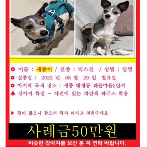 세종이를 찾습니다