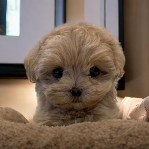 말티푸 똘이의 가족을 찾습니다