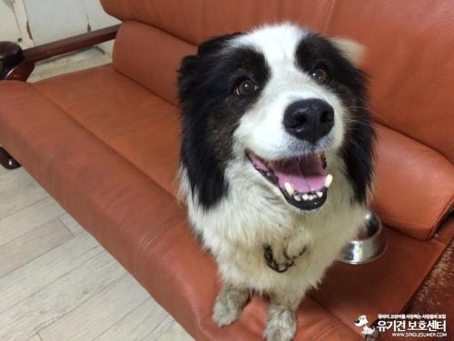 보더콜리 임보중입니다