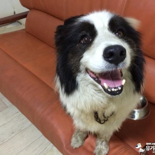 보더콜리 임보중입니다