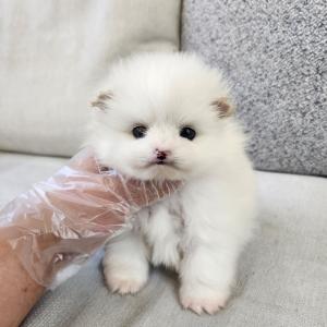 화이트포메라니안분양 2개월령 완전 곰상 원숭이시기와도 예쁜 외모