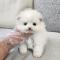 화이트포메라니안분양 2개월령 완전 곰상 원숭이시기와도 예쁜 외모