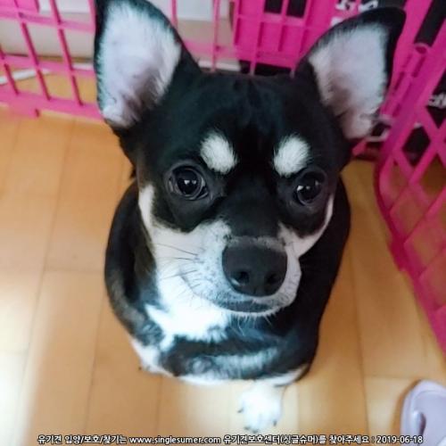 튼튼한 매력이 넘치는 믹스치와 남아 분양합니다.