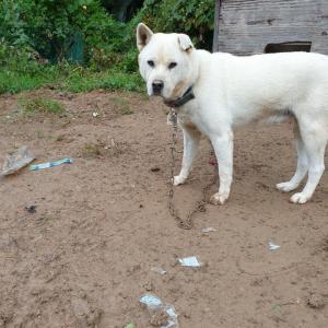 장군이를 찾습니다..