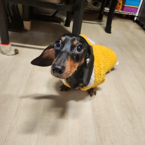 로니의 가족을 찾고있어요