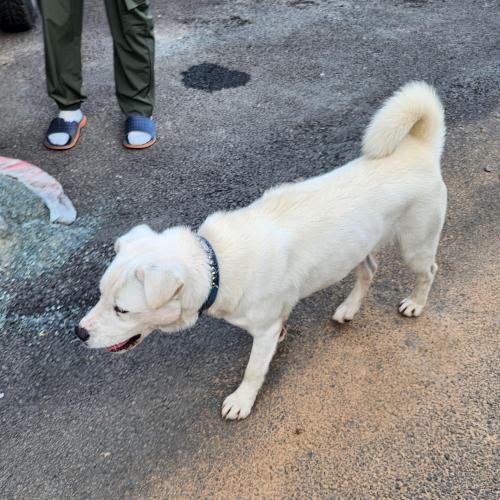 창원 대산면 제동마을에서 잃어버린 흰 진돗개 찾아가세요.