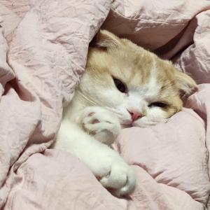 고양이 찿습니다.