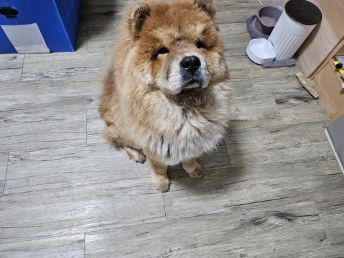 천안 차우차우10개우ㅜㄹ