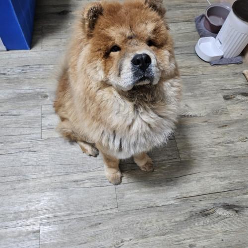 천안 차우차우10개우ㅜㄹ