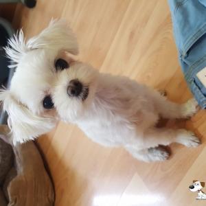 말티즈 여아찾습니다