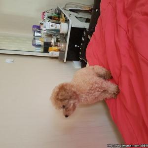 강아지좀찾아주세요