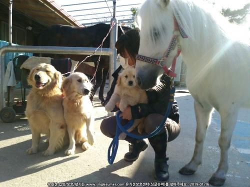골든리트리버강아지들 분양합니다