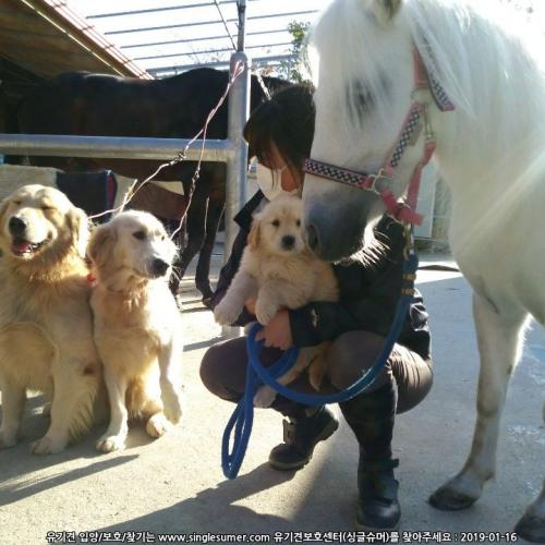 골든리트리버강아지들 분양합니다