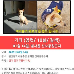강아지를 찾습니다. (갈색 믹스/암컷/10살)