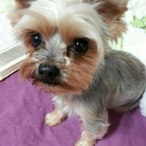 요크셔테리어 찾습니다