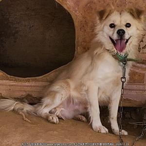 안강 종합운동장 부근 사례금:10만원 겁이많아  잡으려하면 도망가요.. 발견하시면 전화부탁드립니다 ㅜㅠ