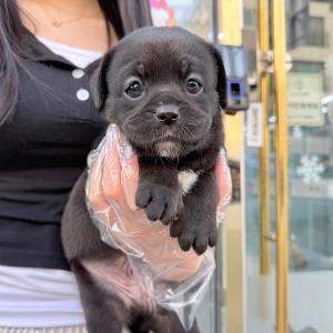 지능과 충성심, 온화한 성격까지 갖춘 블랙 래브라도 리트리버 분양 보내요~