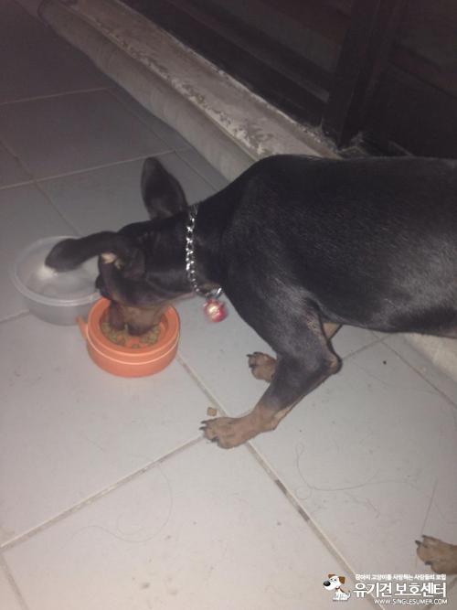 유기견.경산시하양읍.미니핀추정쇠목줄에 일본식(?)고양이가 달림