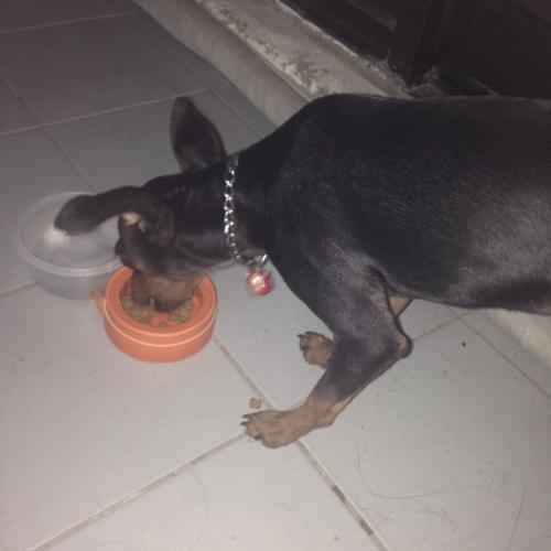 유기견.경산시하양읍.미니핀추정쇠목줄에 일본식(?)고양이가 달림