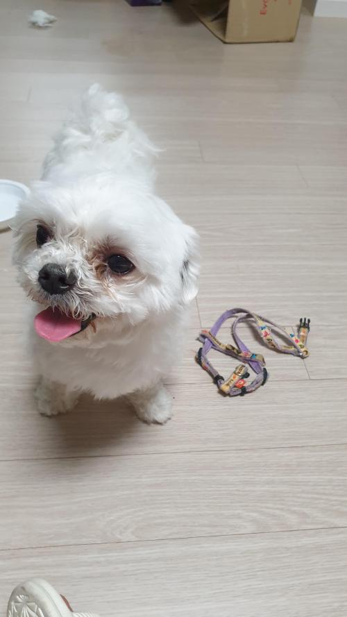 사천시 말티즈 보호중