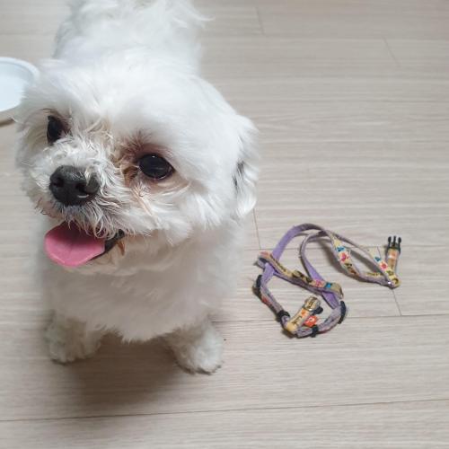 사천시 말티즈 보호중