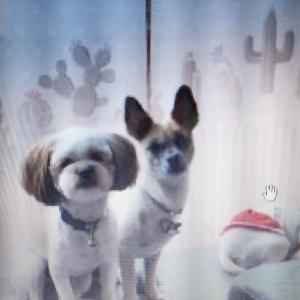 반려견 토토 찾습니다