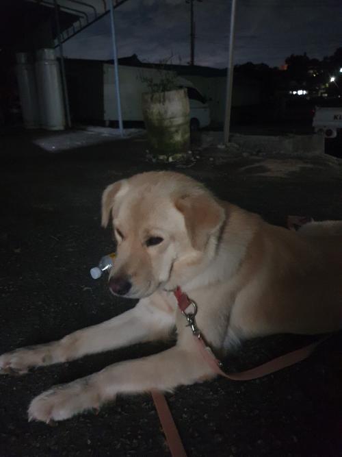 여주, 강천섬근처 주인찾아요