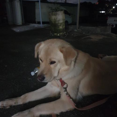 여주, 강천섬근처 주인찾아요