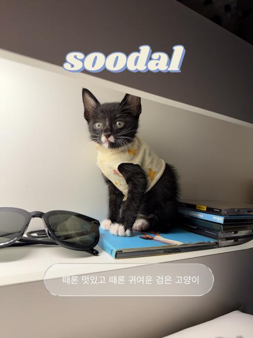 귀여운 새끼고양이의 가족을 찾아요