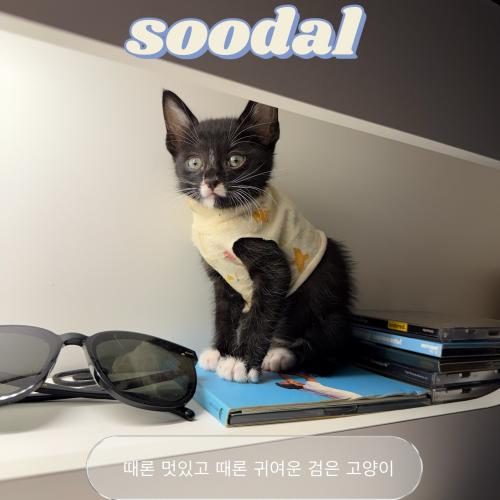 귀여운 새끼고양이의 가족을 찾아요