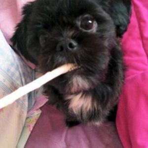 강아지를 찾습니다