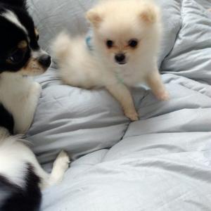 2개월 반 포메 인삼이를 찾습니다 보신분 연락좀 주세요