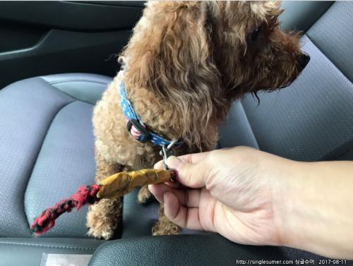 [용인삼가동]푸들 여아 보호중
