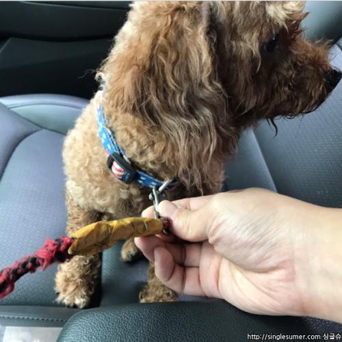 [용인삼가동]푸들 여아 보호중