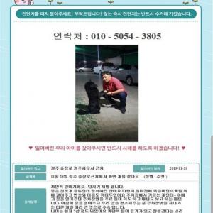 광주충장로 세무서근처에서 검정큰개(잔돗개) 잃어버렸습니다....