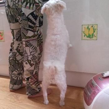 강아지 찾아요