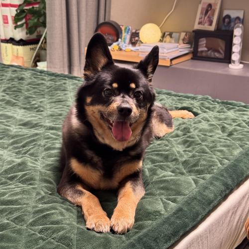 인천 영종도 운서종 까만 개 발견