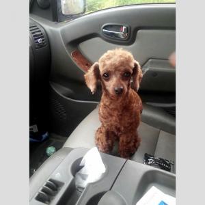 여아 토이푸들찾습니다