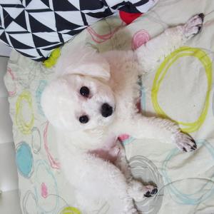 우리집 곰이좀 찾아주세요