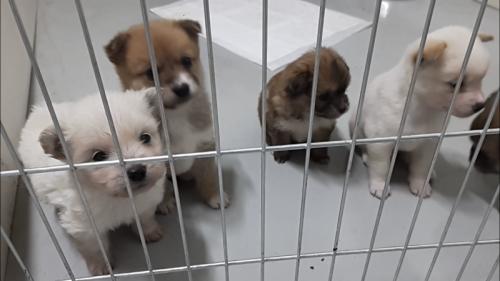 [분양완료]믹스견 1달된 강아지 분양합니다