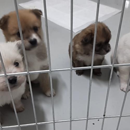 [분양완료]믹스견 1달된 강아지 분양합니다