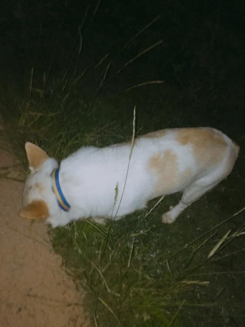 동대문 낙산 성곽공원에서 보호자님 찾아 방황하던 아이..