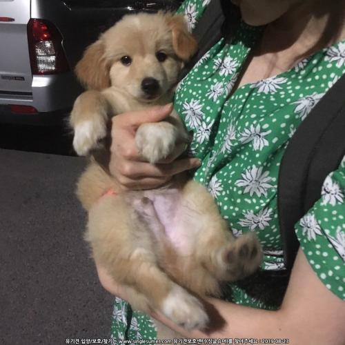 대구화원읍 천내리에서 수컷 새끼 갈색강아지 발견