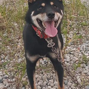 김포 석모리 시바견 분실 신고 합니다. 깜지 분실신고 연락 꼭 좀 부탁 드립니다.