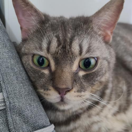 동작구 고양이 잃어버리신 주인을 찾습니다.