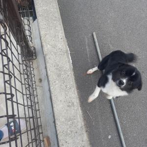 까만색 소형견 여아 강아지 보호자 찾습니다